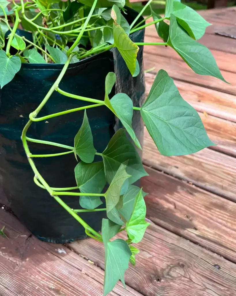 traveling sweet potato vine from grow bag