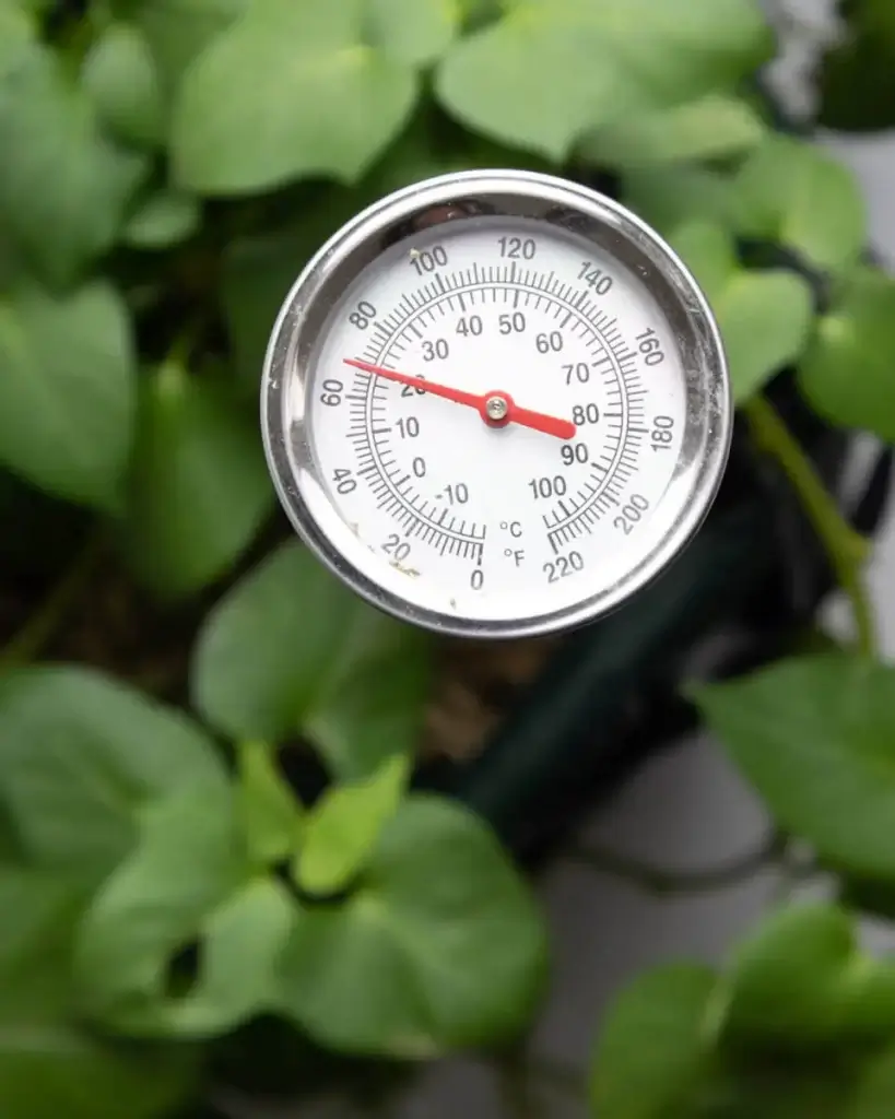taking soil temperature of sweet potatoes in a grow bag