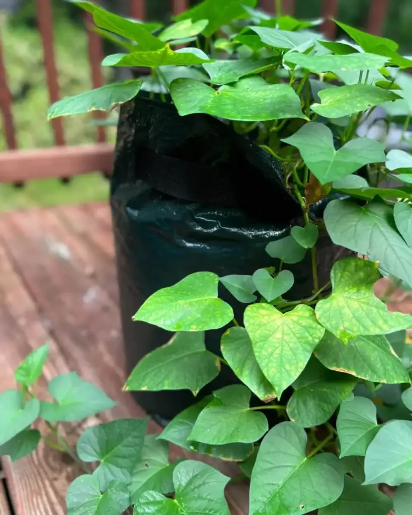 sweet potatoes in a grow bag near harvest