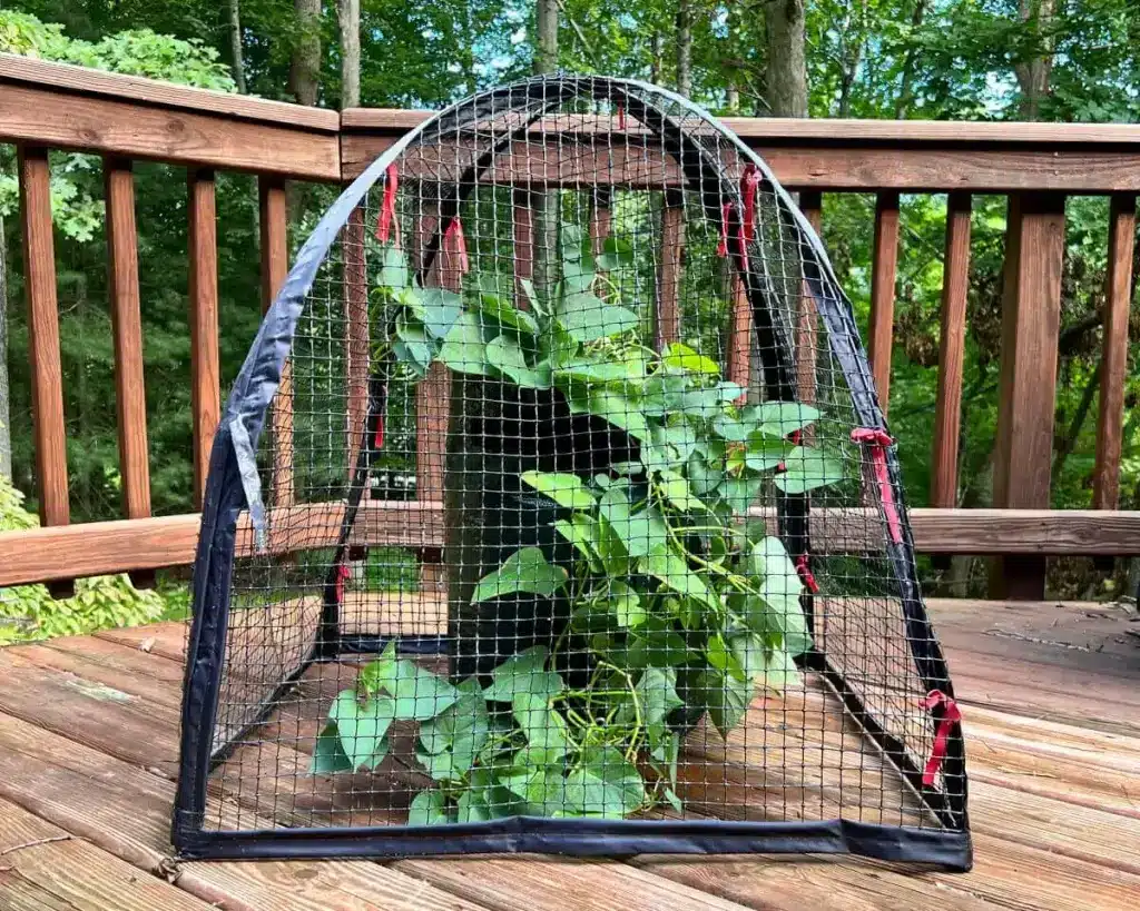 Potato Grow Bags  How To Grow Potatoes In A Bag