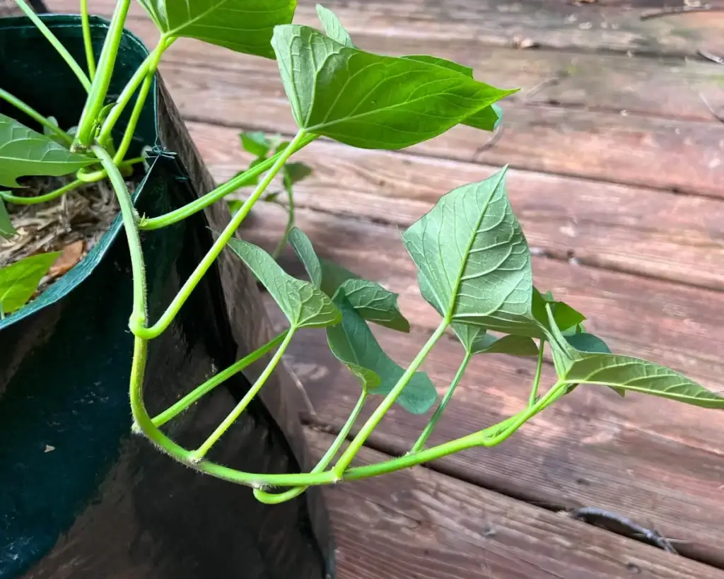 sweet potato leaves hanging off of the grow bag