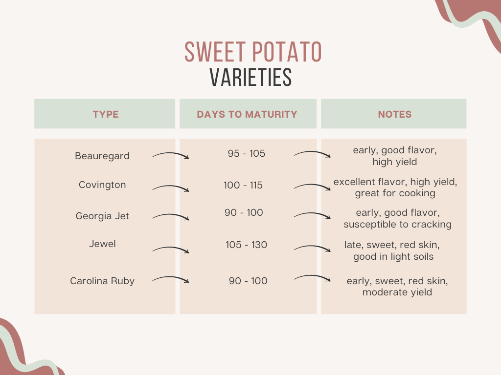 Sweet Potato HarvestGrowing Sweet Potatoes in Grow Bags  YouTube