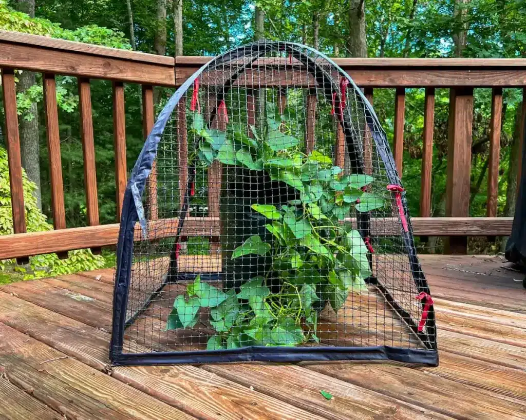 sweet potatoes growing in a bag with a pest guard over it on a deck